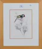 Warwick Higgs, Study of a Goldfinch on the Down of a Thistle, watercolour