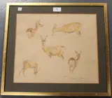 Diana E. Brown, Roe Doe' (Studies of Roe Deer), 1965, watercolour over pencil