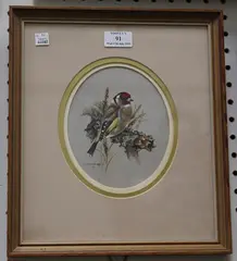 John Caffrey, Goldfinch, watercolour