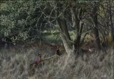 Ken Turner, Pheasants in the Boggy Patch, oil on board