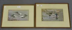Donald Watson, Study of Eiders and Study of Mallard Ducks, a near pair of watercolours with gouache
