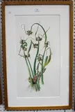 Jessica Tcherepnine, Botanical Study of an Allium, 1997, watercolour