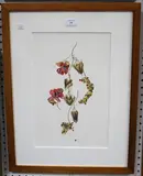 Jessica Tcherepnine, Botanical Study of Seed Heads, 2004, watercolour