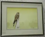 Michael Hampton, A Young Kestrel, watercolour