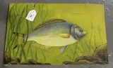 P. Norton, Freshwater Fish, oil on canvas
