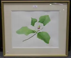 Andie Armstrong, Magnolia x Watsonii' (Botanical Study), watercolour