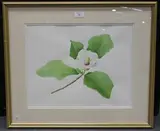 Andie Armstrong, Magnolia x Watsonii' (Botanical Study), watercolour