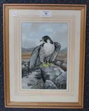 Kenneth J. Wood, Peregrine Falcon, watercolour with gouache