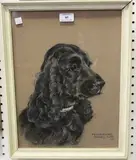 Marjorie Cox, Peasemore Puddy Cat' (Study of a Cocker Spaniel)