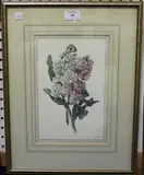 R.T. Horley, Botanical Study of Pink and White Stocks, watercolour