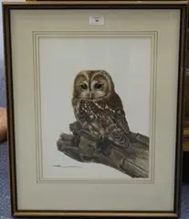 Ruth Linington, Study of an Owl, watercolour