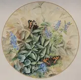 David Barber, Two Butterflies among Flowers, tondo watercolour and gouache
