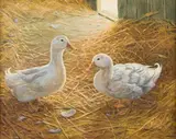 Donna Crawshaw, Sunlight on Straw and Feathers, oil on canvas