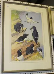 David A. Quine, Razorbills on a Rocky Ledge, watercolour