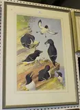 David A. Quine, Razorbills on a Rocky Ledge, watercolour