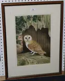 Andrew Osborne, Owl on a Ledge, watercolour