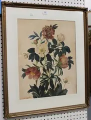 Clara Maria Pope, Botanical Study of Peonies, 1819, watercolour