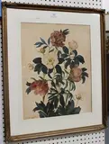 Clara Maria Pope, Botanical Study of Peonies, 1819, watercolour