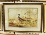 Charles Henry C. Baldwyn, Pheasants, watercolour and gouache
