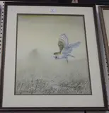 David Barber, Study of a Barn Owl swooping, watercolour