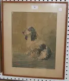 Geoffrey Sparrow, Study of a Seated Spaniel