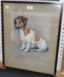 Marjorie Cox, Maria' (Study of a Jack Russell Dog)