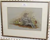 K. Brandwood, Mistle Thrush', 'Golden Oriole', 'Common Scoter' and 'Roseate Tern, four watercolours with gouache