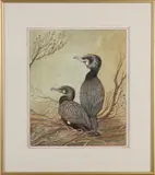 C.G. van Os, Aalscholvers, Aquarel op papier