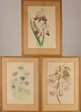 Marta Astfalck-Vietz, Botanische aquarellen, Drie maal botanische aquarellen