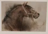 Piet Klaase, Paardenhoofd, Lithografie op papier
