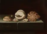 C. Cornelisz, Stilleven met schelpen