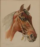 W. Verschuur jr., Studie paardenhoofd, Aquarel op papier