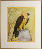 C.G. van Os, baardgier, Aquarel op papier