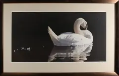 Renso Tamse, Zwaan, Aquarel op papier