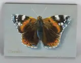 Vlinder by C. Cornelisz, Olieverf op paneel, sold Oct 2018