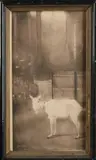 Jan Mankes, Geitje bij hekwerk