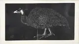 Houtsnede Jan Mankes, Parelhoen, Houtsnede Jan Mankes