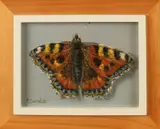 'Vlinder'. by C. Cornelisz, Olieverf op paneel, sold Jan 2018