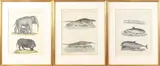 3x Grafiek, 18e eeuw, Drie gravures op papier, 18e eeuw met Latijnse teksten o.a: krokodillen, vissen, olifant, buffel 18x23cm