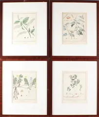 4x Gravure flora, 18e eeuw, Vier 18e eeuwse handingekleurde gravures betreffende flora, F