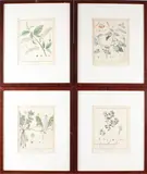 4x Gravure flora, 18e eeuw, Vier 18e eeuwse handingekleurde gravures betreffende flora, F