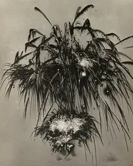 Man Ray, Le Bouquet (Fireworks), 1935, Solarized gelatin silver print
