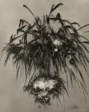 Le Bouquet (Fireworks) by Man Ray, 1935, Solarized gelatin silver print, sold Jul 2020