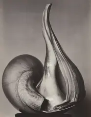 Shells by Edward Weston, 1927, Gelatin silver print, printed circa 1940, offered Jul 2020