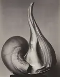 Shells by Edward Weston, 1927, Gelatin silver print, printed circa 1940, offered Jul 2020