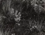 Aix-en-Provence by Harry Callahan, 1958, Gelatin silver print, offered Jul 2020