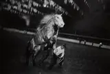 Fort Worth, Texas by Garry Winogrand, 1974, Gelatin silver print, sold Jul 2020