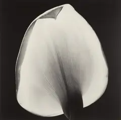 Calla Lily by Robert Mapplethorpe, 1984, Gelatin silver print, sold Jul 2020