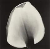 Calla Lily by Robert Mapplethorpe, 1984, Gelatin silver print, sold Jul 2020