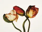 Irving Penn, Iceland Poppy/Papaver nudicaule (E), New York